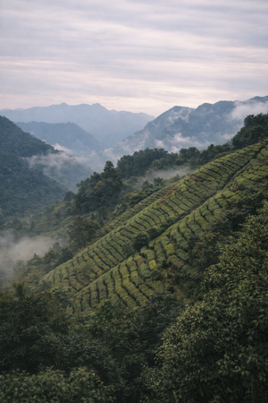 Comprendre les bienfaits du thé de montagne
